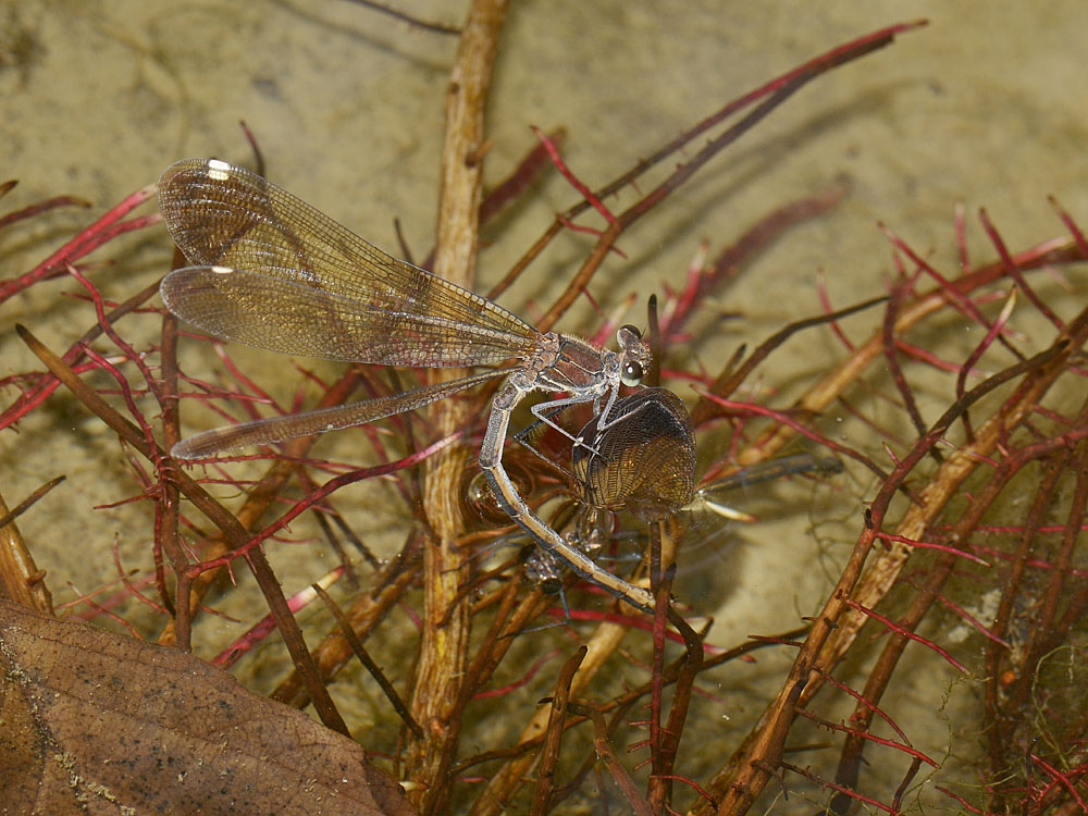 Calopteryx haemorrhoidalis? deposizione in apnea